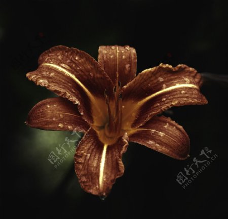 棕褐色百合花图片