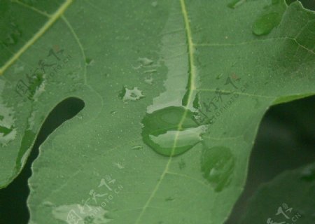 无花果叶子上的露珠图片