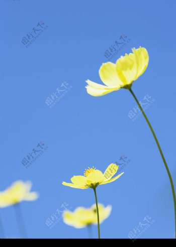黄色小花2图片