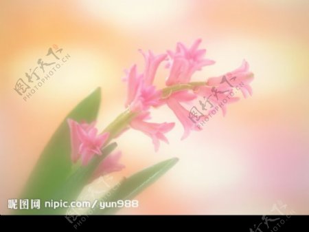 精品花卉系列单株图片