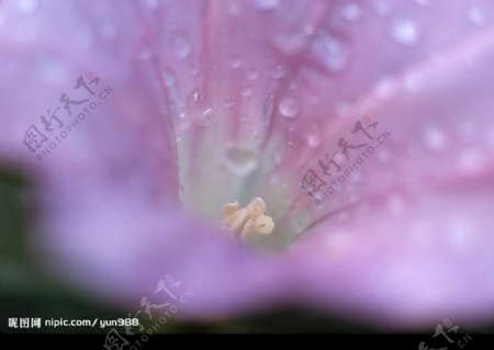 精品花卉系列单株图片