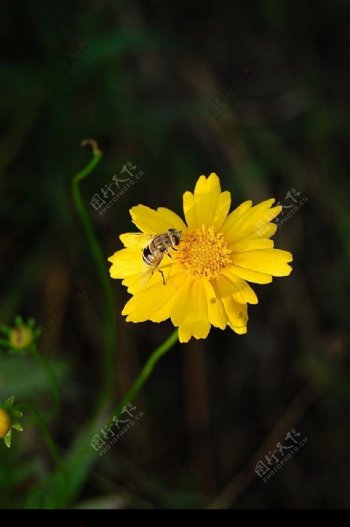 蜜蜂与花2图片