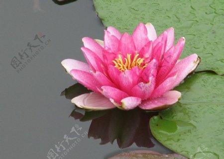 圆明园雨后睡莲图片