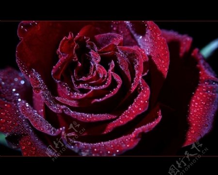 花之魁紫玫瑰图片