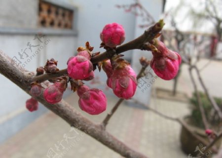 春暖花开含苞待放图片