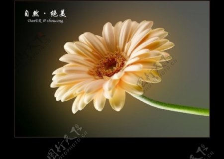 精品花卉艺术图片