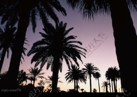 黄昏下椰子树林图片