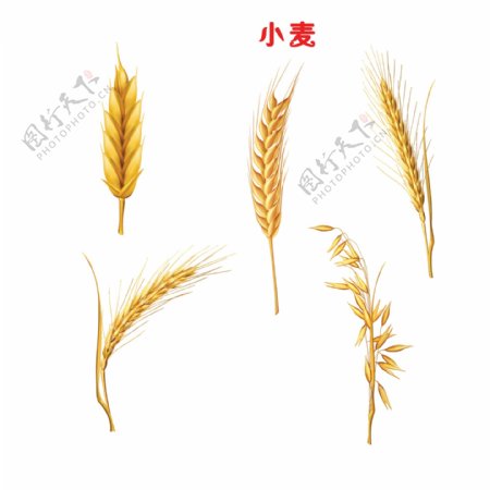 麦穗素材丰收的麦子金图片