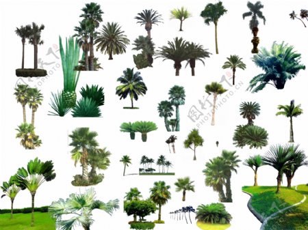 棕榈椰树合集图片