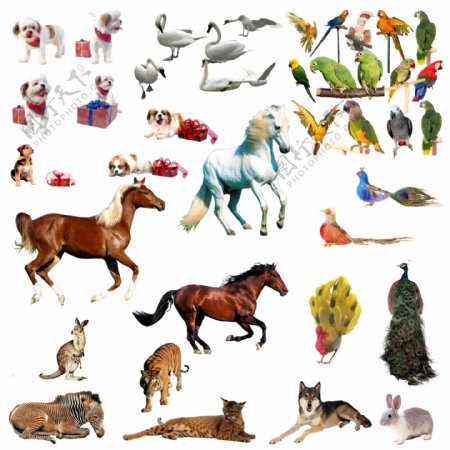 动物世界图片
