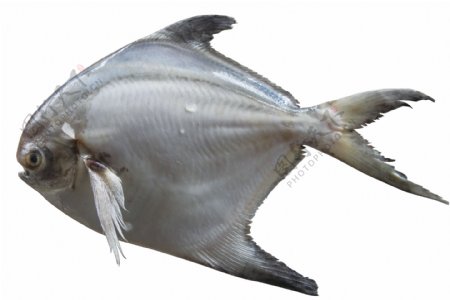 青岛海鲜鲳鱼图片