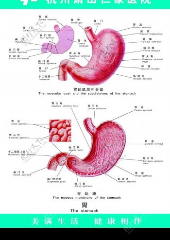 胃部图片