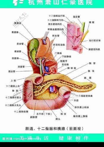 胆道十二指肠和胰图片