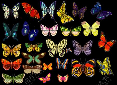 40多种蝴蝶图片