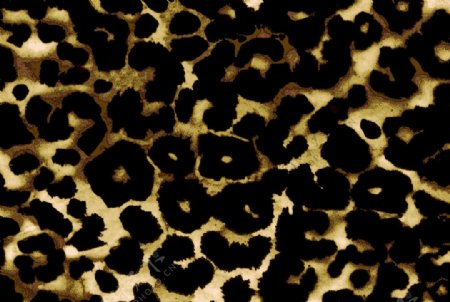 豹纹印花图片