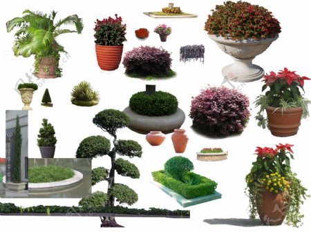 植物灌木素材图片