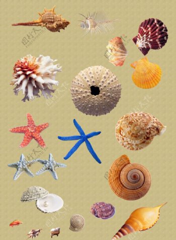 贝壳海星海螺图片