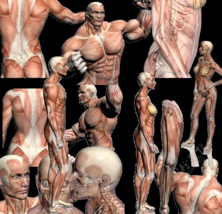 人体肌肉大全图片