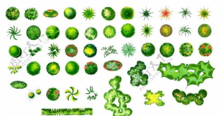 植物立面图图片