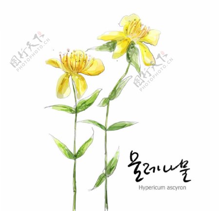 手绘黄海棠植物图片