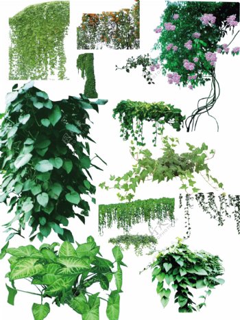藤本植物PSDD分层素材图片