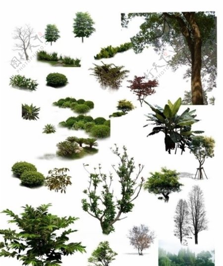 树植物图片