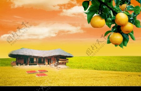 橘子和房屋图片