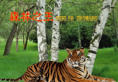 森林之王老虎图片