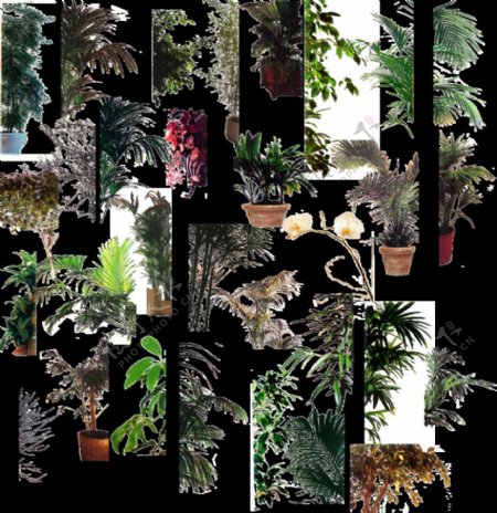 室内半边装饰植物图片
