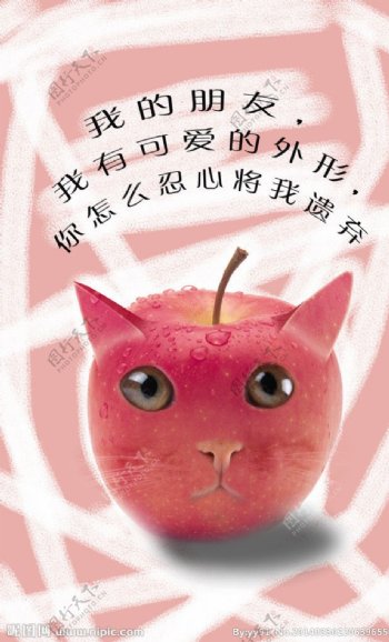 猫咪苹果图片