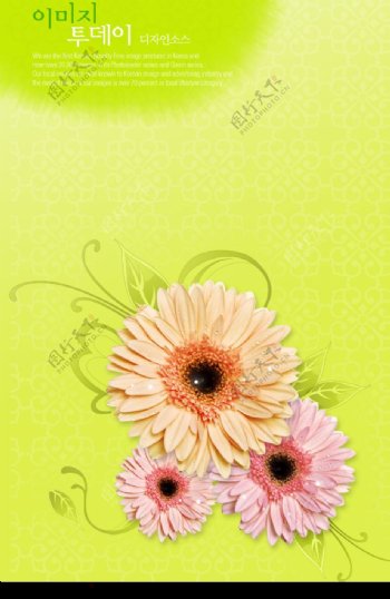 水滴菊花图片