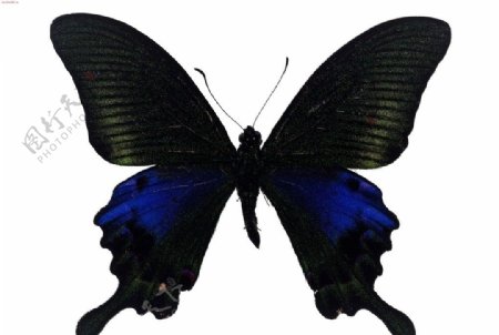 广告设计蝴蝶素材图片