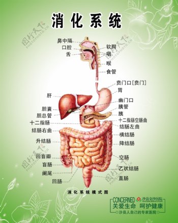 胃肠图消化系统图片