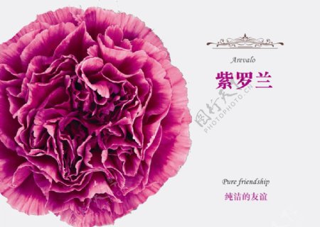 紫罗兰康乃馨图片