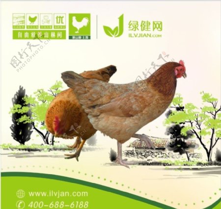 农家土鸡海报图片