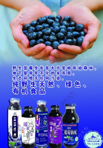 蓝莓彩页图图片
