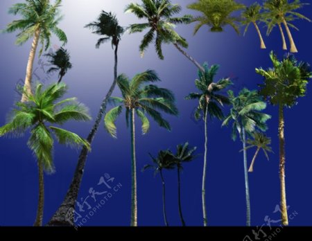 PS后期各种热带树种分层图片系列二