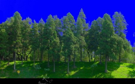 树木类分层抠图PSD格式图片