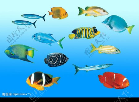 海底鱼类图片