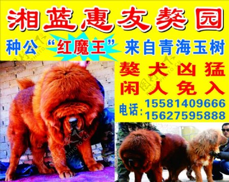 藏獒犬红魔王藏獒养殖基地图片
