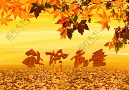 秋枫落叶图片