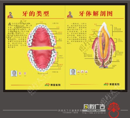 牙体结构图图片