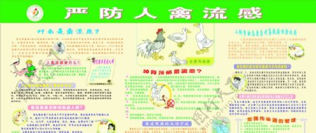 禽流感的预防知识宣传栏图片