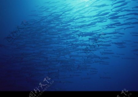 深海鱼0052