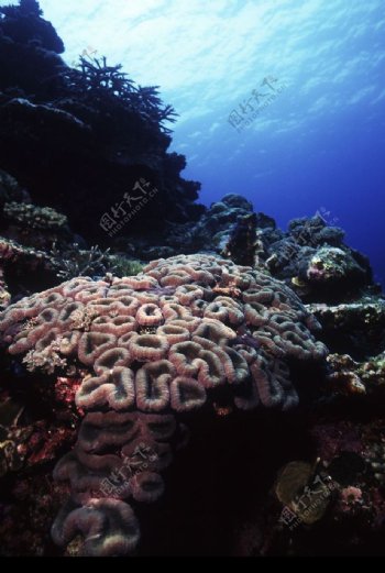 深海动物0053