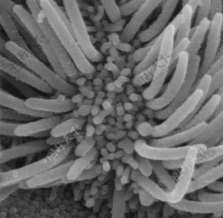 昆虫显微镜图片0056