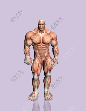 肌肉人体模型0137