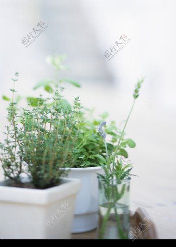植物与空间0185