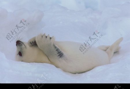 海狮冰雪熊0006
