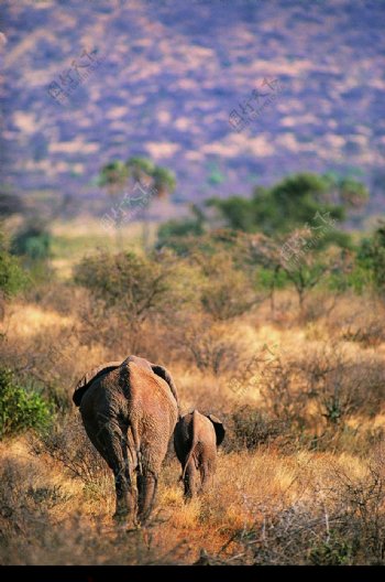 大象王国0258
